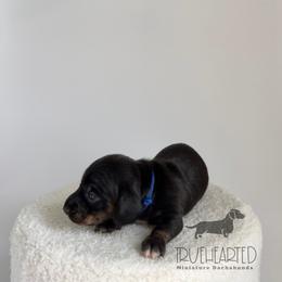 Ross - Black and tan male Dachshund puppy in Royse City, Texas from Truehearted Miniature Dachshunds