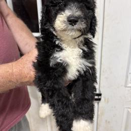 Kidney bean - Orange - Black and white male Aussiedoodle puppy in Eolia, Missouri from Barefoot Kennel