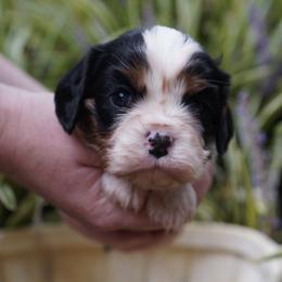 James - Tri-color male Cavalier King Charles Spaniel puppy in Lula, Georgia from Cavaliers by Crumley