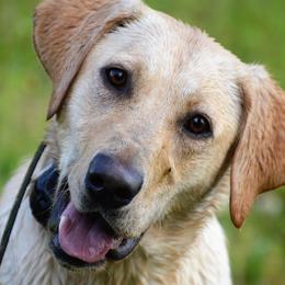 English Cocker Spaniels and Labrador Retrievers from FR Labs