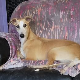 LEGACY - Whippet