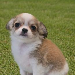 Chihuahua Puppies from Hart's Chihuahuas