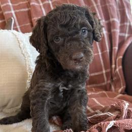 Wilson Family's Slice - Chocolate female Goldendoodle puppy in Norman, Oklahoma from Wilson Family Companions