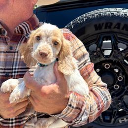Cocker Spaniel and English Cocker Spaniel Puppies from CuttinBlue Farms