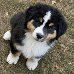 Oliver - Black tri male Miniature American Shepherd puppy in Snyder, Texas from RLA Miniature American Shepherds