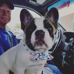 French Bulldogs from JoyBull Frenchies