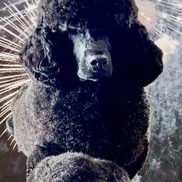 Coco - Poodle