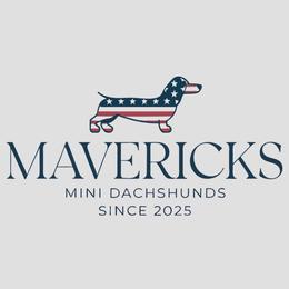 Millie - Black and tan female Dachshund puppy in Eastland, Texas from Mavericks Mini Dachshunds
