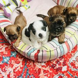 Shih Tzu Puppies from Adam Eve Pups CT