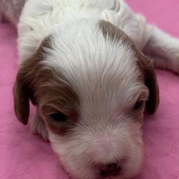 Tessa - Blenheim female Cavapoo puppy in Burke, New York from Patti’s Puppies