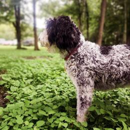 Duchess - Aussiedoodle