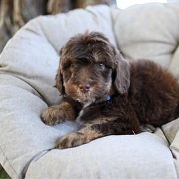 Bruno - Brown male Bernedoodle puppy in Ogden, Utah from Stanger Farms