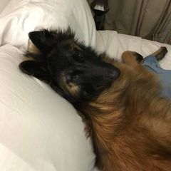 Belgian Tervuren from Firefly Belgian Tervuren