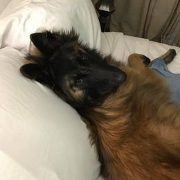 Belgian Tervuren from Firefly Belgian Tervuren