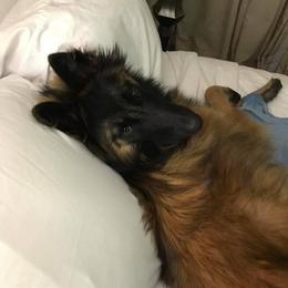 Belgian Tervuren from Firefly Belgian Tervuren