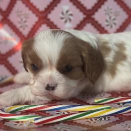Spud - Blenheim male Cavalier King Charles Spaniel puppy in Kidder, South Dakota from Continental Cavaliers