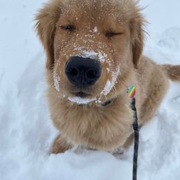 Golden Retriever Puppies from Arkansas River Golden Retrievers