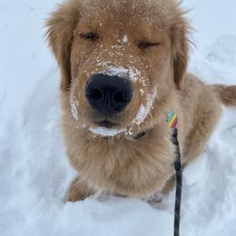 Golden Retriever Puppies from Arkansas River Golden Retrievers