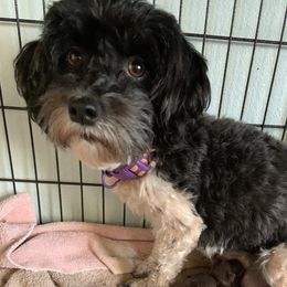Cyndal - Havanese