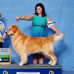 Golden Retriever All Grown Up from Suthern Gold Golden Retrievers