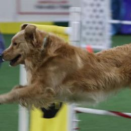 Golden Retrievers from East Gate Goldens