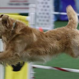 Golden Retrievers from East Gate Goldens