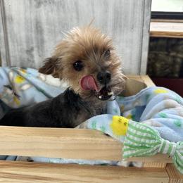 Gus - Yorkshire Terrier