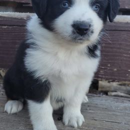 Australian Shepherd Puppies from 4V Aussies