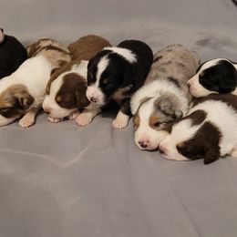 Australian Shepherds from Crowned Royalties Aussies