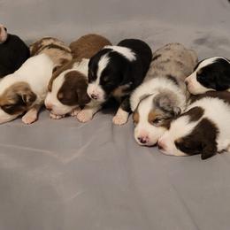 Australian Shepherds from Crowned Royalties Aussies