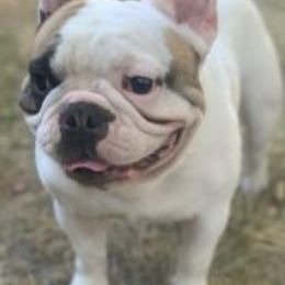 Bullmastiffs and French Bulldogs from Misfit Kennels