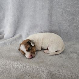 Iris - Dapple female Dachshund puppy in Florence, Arizona from Doxie Town Az
