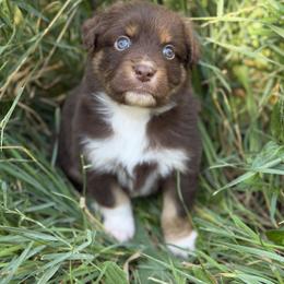 Riptide - Red tri-color male Miniature American Shepherd puppy in New Mexico from Von Südwest German Shepherds and Mosaic Mini American Shepherds