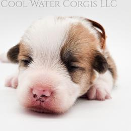 Harry - Red male Pembroke Welsh Corgi puppy in Kiowa, Colorado from Cool Water Corgis LLC