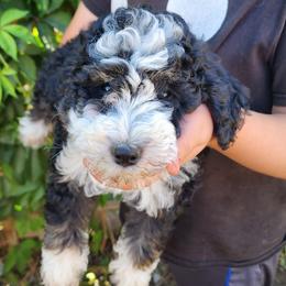 Boy 3 - Leo - Tri-color Bernedoodle puppy in Salt Lake City, Utah from Doni Doodles & Danes