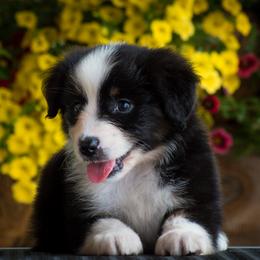 Miniature American Shepherd and Miniature Australian Shepherd Puppies from Ashland Miniature American Shepherds & Miniature Australian Shepherds