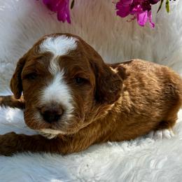 Bernedoodle, Goldendoodle, and Golden Mountain Doodle Puppies from Bailey Mountain Doodles