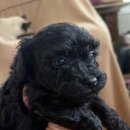 Pepper - Black male Poodle puppy in Brandenburg, Kentucky from Paradise Poodles