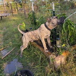 Hanzo - Tiger male Perro de Presa Canario puppy in Houston, Texas from Space City Presas
