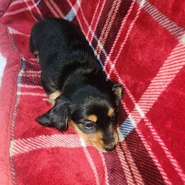 Clio - Black and tan female Dachshund puppy in Adolphus, Kentucky from Walker's Dachshunds
