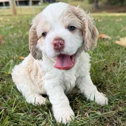 Chipper - Buff and white male Cocker Spaniel puppy in Gadsden, Alabama from Rich Cat’s