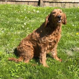Lanie - Goldendoodle