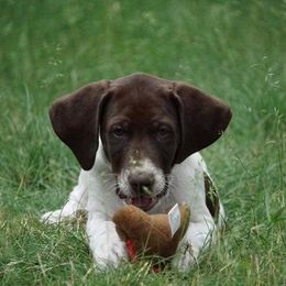 Chesapeake Bay Retriever and German Shorthaired Pointer Puppies from Northern Odyssey Gun Dogs