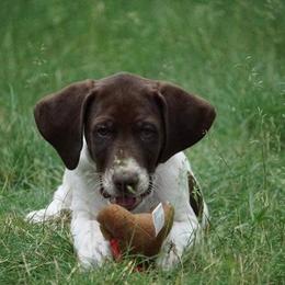 Chesapeake Bay Retriever and German Shorthaired Pointer Puppies from Northern Odyssey Gun Dogs