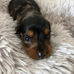 Boots - Dapple male Dachshund puppy in Marshfield, Missouri from Hilltop Kennel LLC
