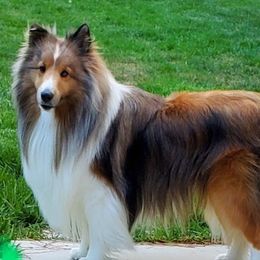 Colby - Shetland Sheepdog