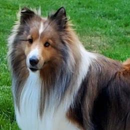 Colby - Shetland Sheepdog