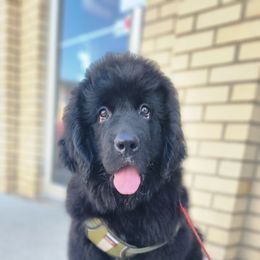 Newfoundland Puppies from Tonka Bay Newfoundlands