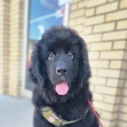 Newfoundland Puppies from Tonka Bay Newfoundlands