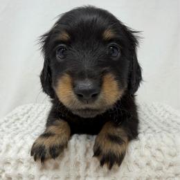 Axl - Black and tan male Dachshund puppy in Pulaski, Tennessee from Billboard Doxies